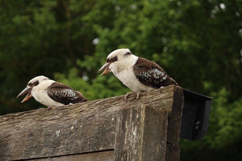 Are Pressure-Treated Wood Fences Safe for Pets and Children? — XL Fencing