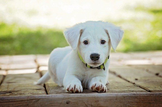 Best Fences For Your Dog — XL Fencing