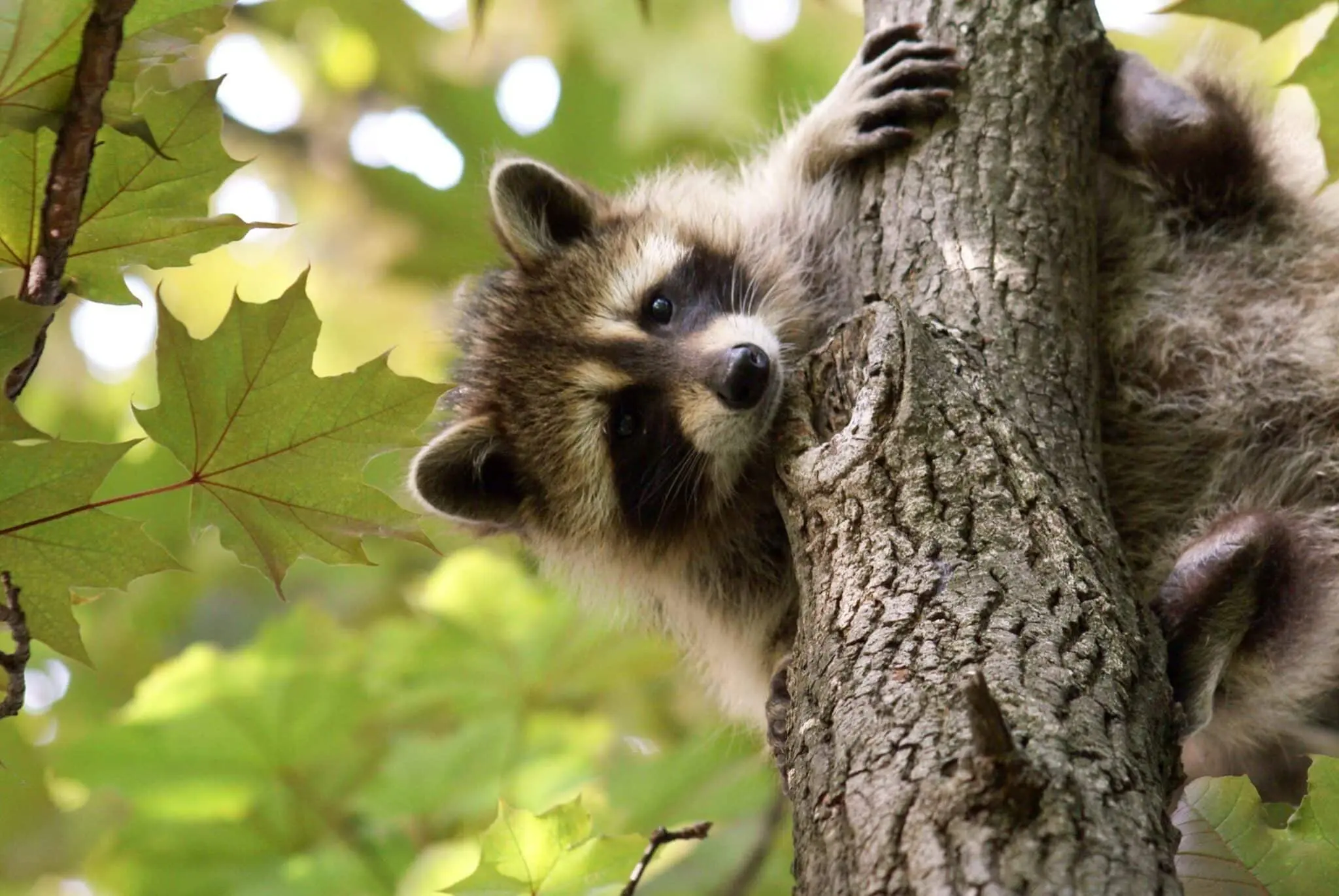 How Can Fencing Keep Animals Out? — XL Fencing