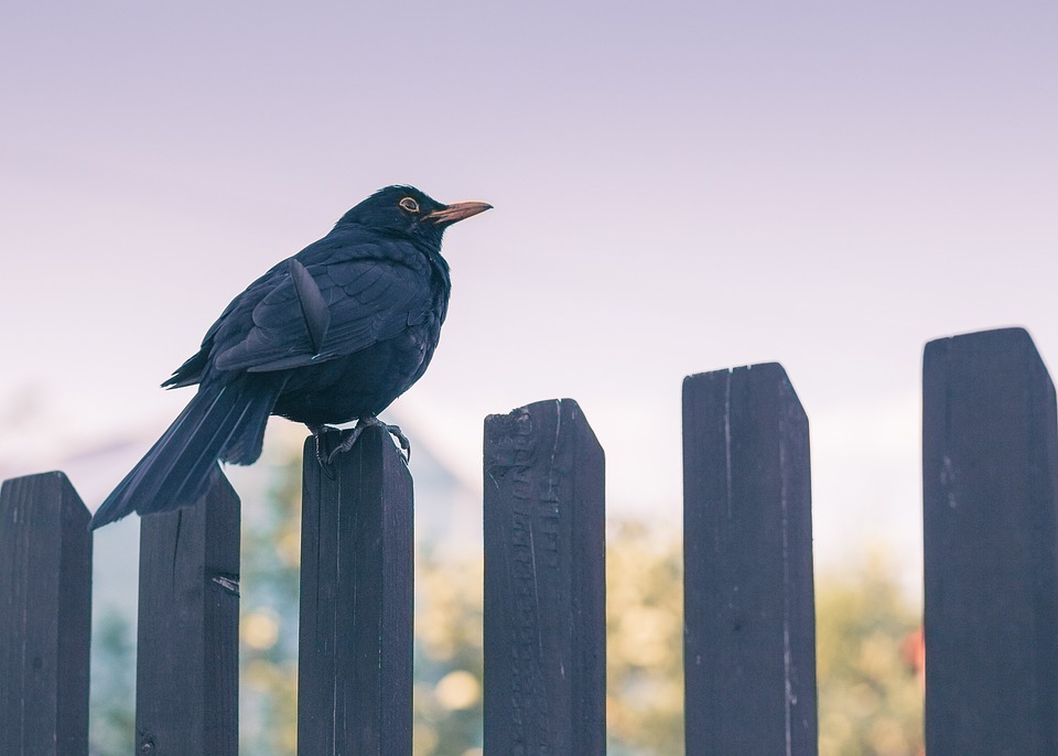 Things to Consider Before Fence installation — XL Fencing