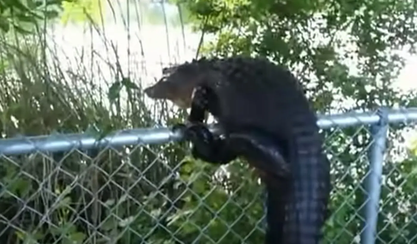 Will a Fence Keep Wildlife Out? An Honest Answer From a Fence Company — XL Fencing South Florida