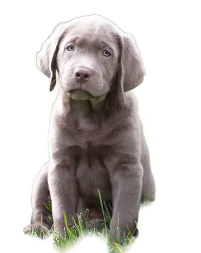 Puppy beside pet-friendly aluminum fence picket options